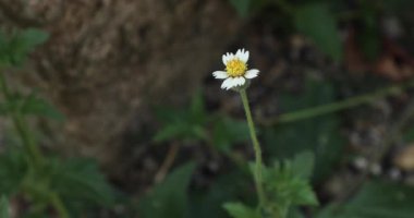 Tridax papatyası. Tridax procumbens. Kaplama düğmeleri.