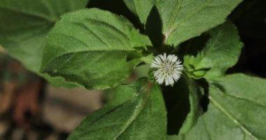 Eclipta prostrata. Eclipta alba. Bhringraj. Sahte papatya. Karisalankanni. Yerba de tago. Doğa arkaplanı.