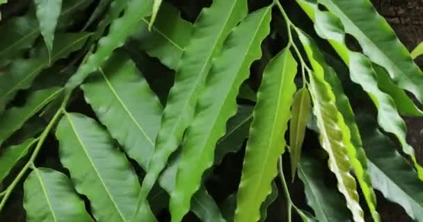 Ashoka Tree Green Leaves Green Background — Stock Video