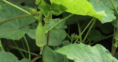 Bamya sebzesi. Bhindi dili. Bendi. Abelmoschus esculentus. Kadının parmakları. Doğa arkaplanı.