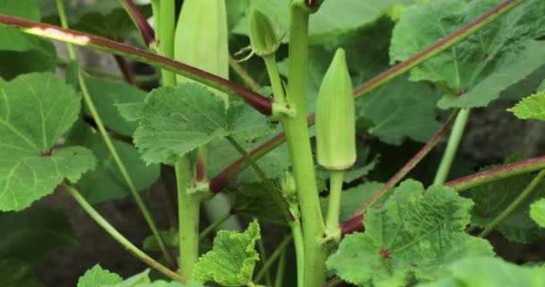 Okra Grönsak Damens Fingrar Gumbo Bendi Det Bhindi Färsk Ekologisk — Stockvideo