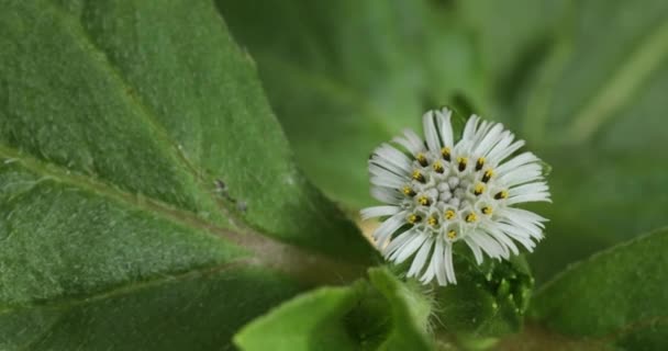 False Daisy Small White Flower Closeup Eclipta Alba — Stock Video