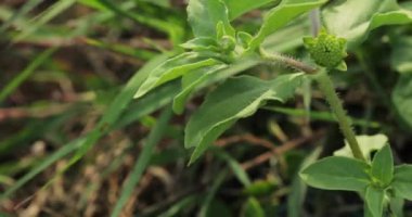 Eclipta prostrata. Sahte papatya. Bhringraj. Eclipta alba. Karisalankanni. Yerba de tago. 