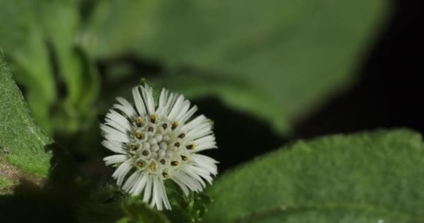 Fałszywa Stokrotka Małe Białe Zbliżenie Kwiat Eclipta Alba — Wideo stockowe