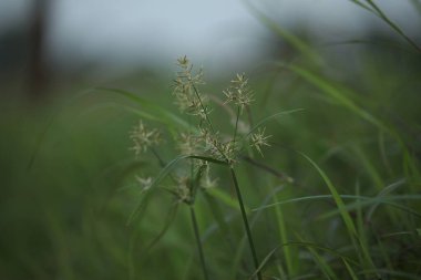 Doğaya yakın bir yer. Çimenler. Fındık otu.
