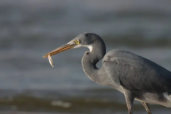 Bird catching a fish. Animal background.