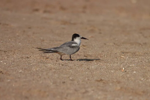 Bird standing on the beach. Animal background.