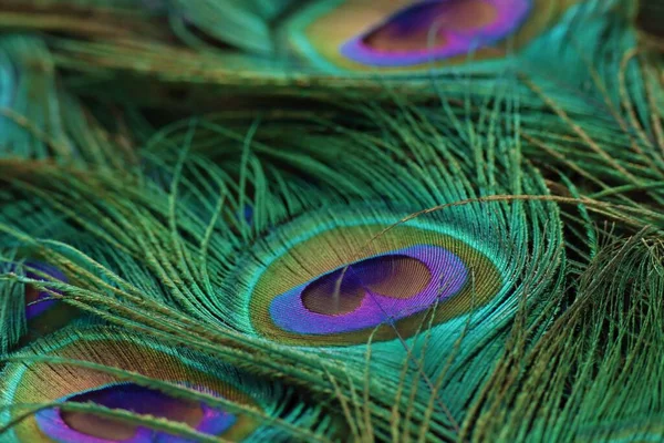 Peacock feather. Feather background. Colorful feather.