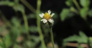 Tridax çiçekleri yakın plan çeker. Beyaz çiçek.