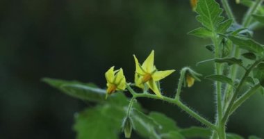 Domatesin Makro sarı çiçeği doğada, güneş ışığında.