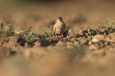 Kahverengi kuş yere tünedi. Hayvan arkaplanı.