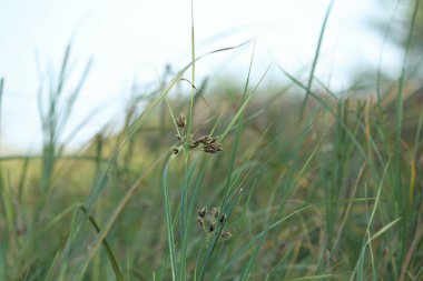 Çimenlere yakın plan, yeşil çimenler bulanık arka plan. Seçici odak.
