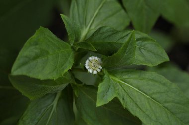 Doğadaki sahte papatya bitkisi. Eclipta prostrata. Yerba de tago. Karisalankanni. Bhringraj. Doğa konsepti.