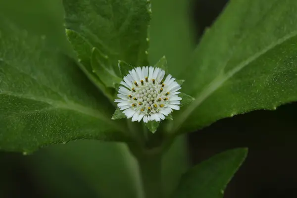 stock image False daisy flower macro. Bhringraj. Eclipta prostrata. Eclipta alba. Yerba de tago. Karisalankanni. Nature concept.