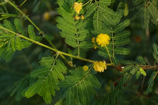 Yeşil yaprakları ve sarı çiçekleri olan dikenli bir dal. Sakız arap ağacı. Vachellia nilotica. Akasya ağacı. 