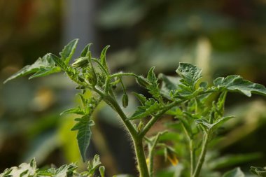 Domates fabrikasına yakın çekim. Doğa konsepti. Doğal arkaplan.