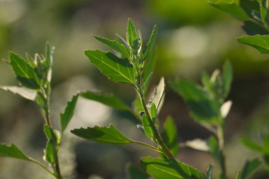 Chenopodium. Kaz ayağı. Beyaz kaz ayağı. Bathua. Bahçede yetişen bitkiler. Doğa konsepti.
