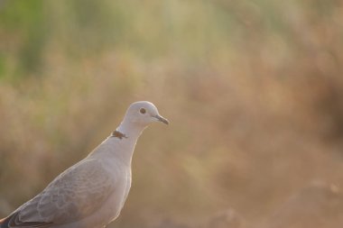 Dove closeup. Bird closeup. Bird background. clipart