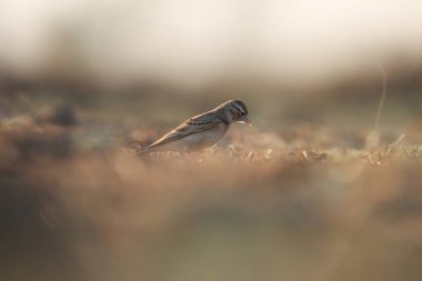 Bird perching on the ground. Bird background. clipart