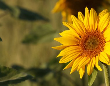 Doğada açan ayçiçeği. Boşluğu kopyala.