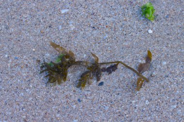 Islak kumda yosun. Deniz yosunu..