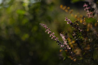 Doğada yetişen kutsal fesleğen çiçeği. Uzayı kopyala Doğa konsepti.