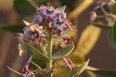 Calotropis procera çiçeği yakın plan. Seçici odak.