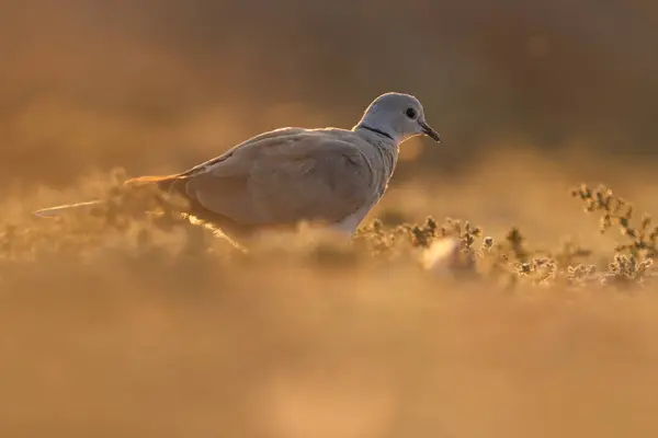 Stock image Dove perching on the ground. Ring necked dove.