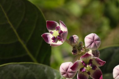Calotropis procera çiçeği yakın plan. Doğa konsepti.