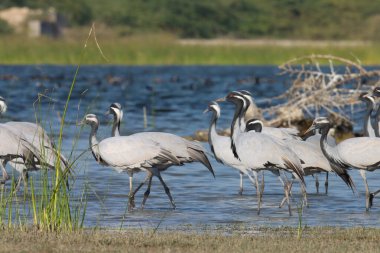 Group of Demoiselle cranes at river. Birds. Flock of birds. clipart