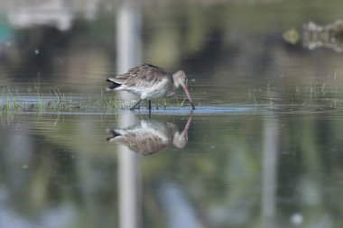 Godwit nehir suyunda yürüyor. Kuş arkaplanı.