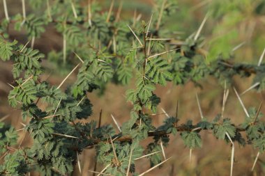 Sakız arap ağacı dalına yakın çekim. Seçici odaklanma. Doğa konsepti.