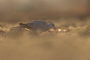 Yüzük boyunlu güvercin yerde duruyordu. Kuş arkaplanı.