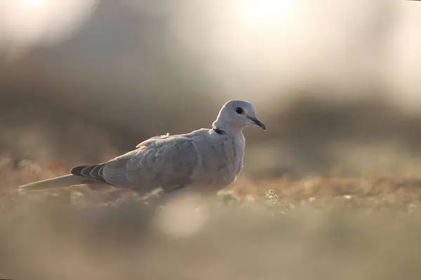 stock image Ring necked dove standing on ground. Bird background.