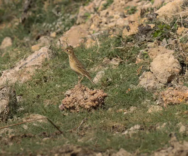 stock image Brown bird standing on stone. Selective focus.