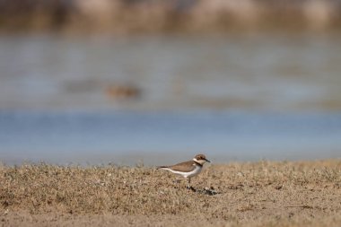 Yerde duran küçük balıkçı teknesi. Hayvan arkaplanı.