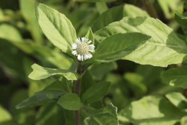 Bahçede yetişen sahte papatya bitkisi. Doğa konsepti. Beyaz çiçek.