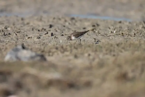 stock image Small wader standing on the ground. Animal background.