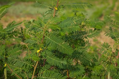 Yeşil yapraklı bitki, yakın plan. Seçici odak. 