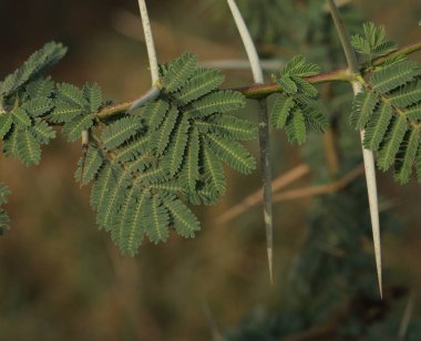 Sakız arap ağacı dalına yakın çekim. Doğal arka plan. Doğa konsepti.