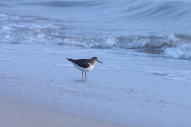 Kumsalda duran sıradan bir çulluk..