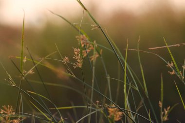 Doğada yetişen fındık otları. Seçici odaklanma. Doğa konsepti.