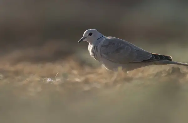 stock image Ring necked dove standing on the ground. Bird background.