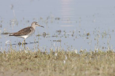 Suda yürüyen çulluk..