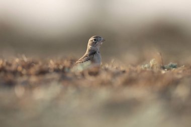 Yerde duran küçük kahverengi kuş.