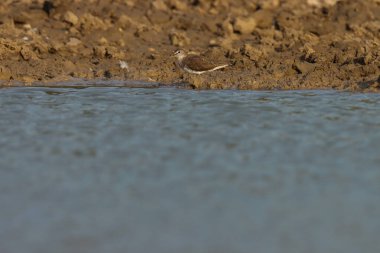 Yere tüneyen çulluk..