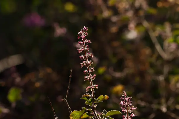 stock image Holy basil flower in nature. Tulsi. Ocimum tenuiflorum.