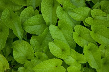 Yeşil yapraklar arka plan. Yeşil yaprak. Doğa konsepti. Yeşil arkaplan.