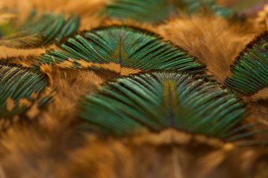 Yeşil tüy yakın plan. Seçici odak.