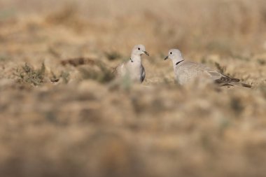 Ring necked dove standing on the ground. Bird background. clipart